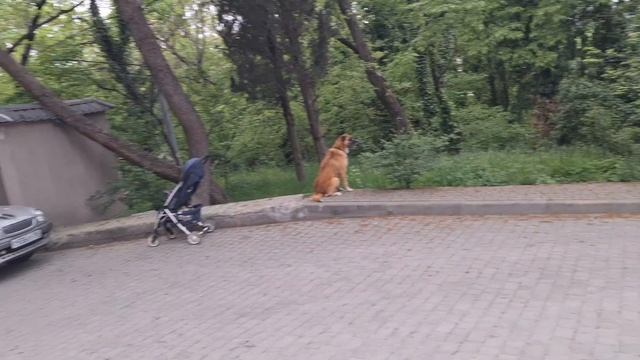 Помогаю дочери /// пицца 🍕  наночь/// крымская жизнь