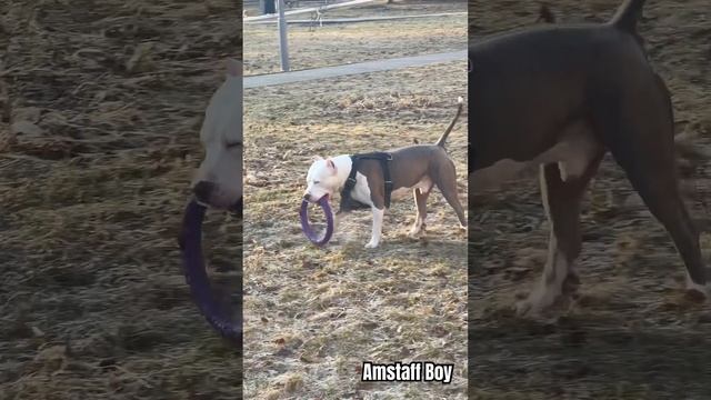 Сколько лет собаке ? #amstaff #dog #pitbull #семья #собака #прогул смотреть онлайн