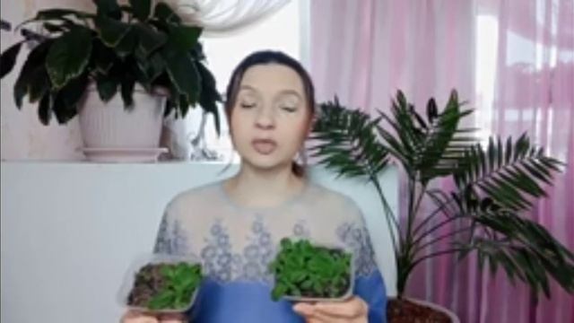 Посев гелиотропа смотреть онлайн