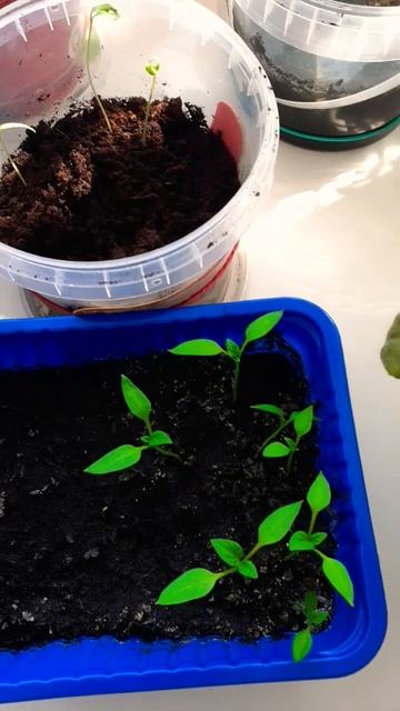 25 марта 2024 г. смотреть онлайн