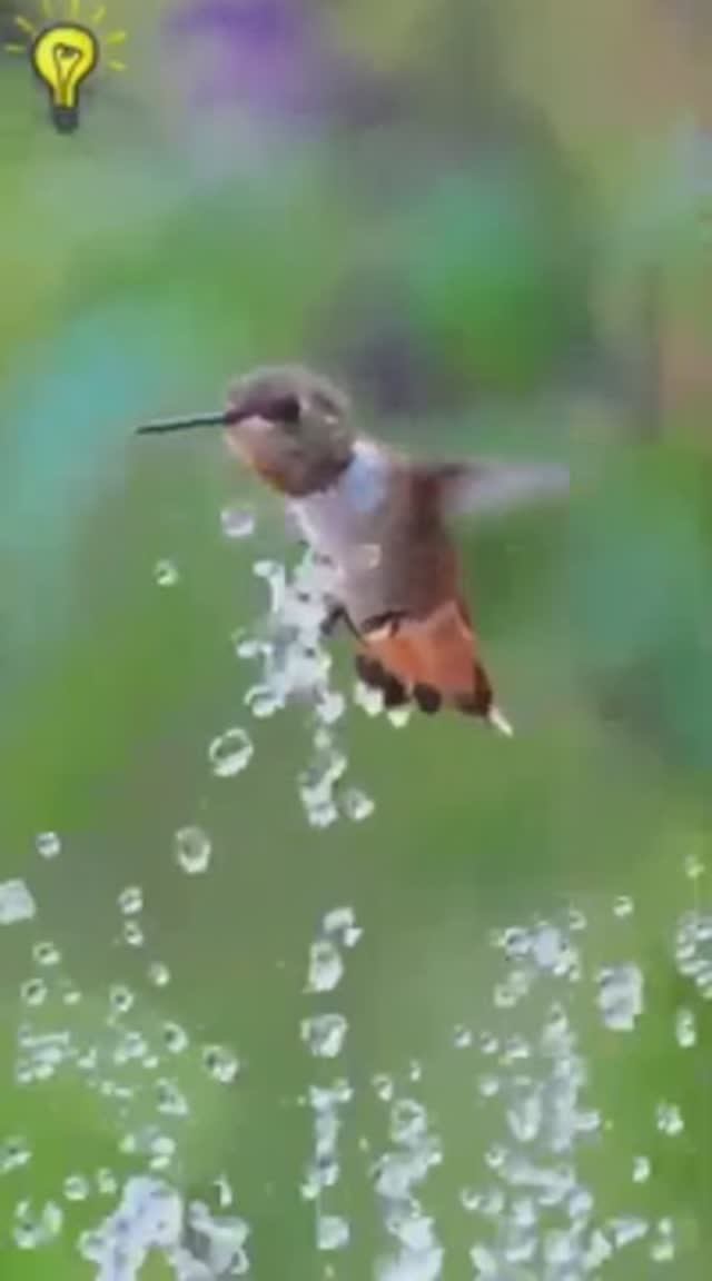 Птичка божия не знает