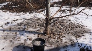 Подкормка абрикоса, персика, и других культур зимой, п?