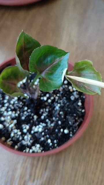 Сингониум Клубничный лёд 😊 маленький лентяй #сингони смотреть онлайн