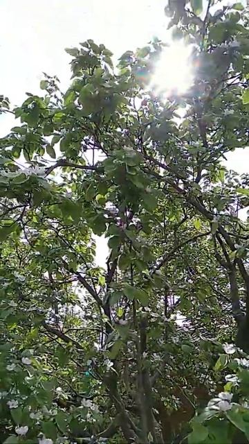 Цветущая айва)