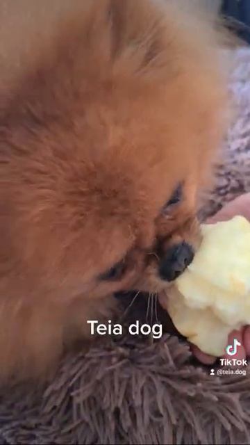 Где мои вкусняшки? #shorts