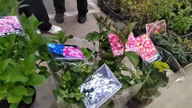 Цветочный рынок Краснодар 9 апреля 2025 г смотреть онлайн