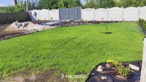 Сеем газон. Первый месяц