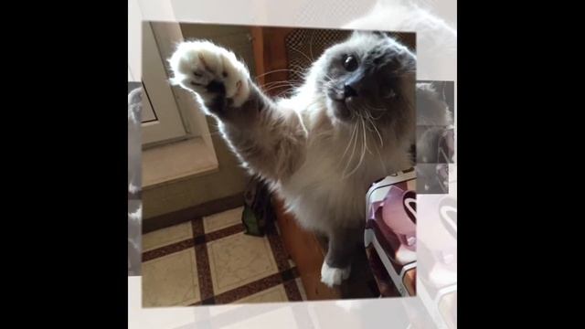 Без кота и жизнь не та! Аристашка '2015. смотреть онлайн