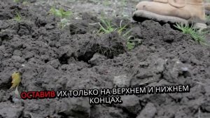 Хрен. Как садить. Методы. Условия. Правила.