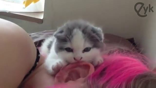 Пушистый будильник