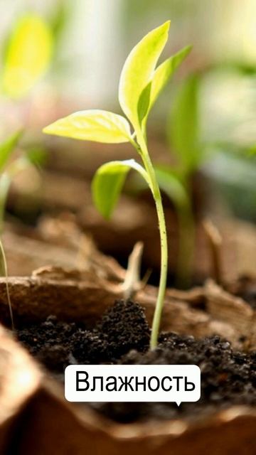 Рассада не вытянется