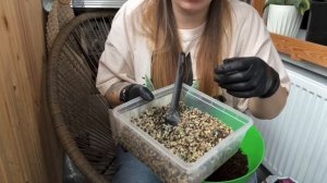 Грунт для моих сансевиерий 💚 #sansevieria #сансевиерия #сан