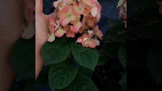 Метельчатая гортензия Bee Sweet. #пантиксад #гортензия #цв?
