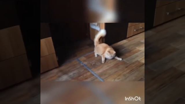 Самое короткое видео с приколами на ютуб смотреть онлайн