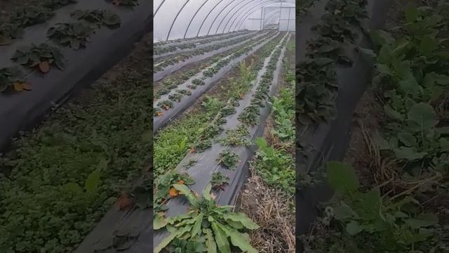 31 декабря, клубника продолжает вегетировать! смотреть онлайн