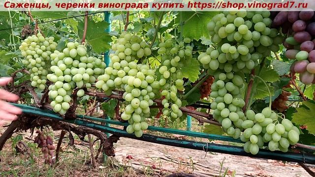 Парад сортов 27.07.24 г. виноград Валентина и Байконур Кат смотреть онлайн