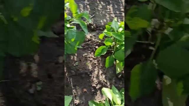 Томаты Хепинет и перец Каптур 24 июня 2024 г. смотреть онлайн