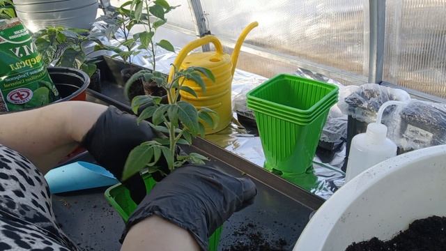 Перевалка томатов и перцев на ранние. смотреть онлайн