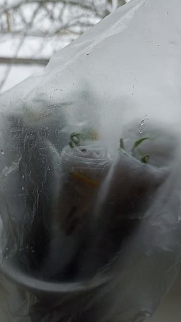 #зима #деревня #рассада #перцы смотреть онлайн