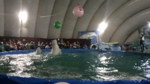 Дельфинарий в Тамбове часть3