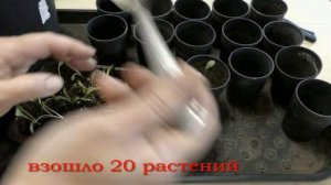 Георгина однолетняя от посева  до цветения .