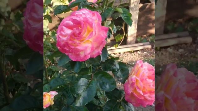 Чайно гибридная роза 🌹 Пульман Ориент экспресс смотреть онлайн