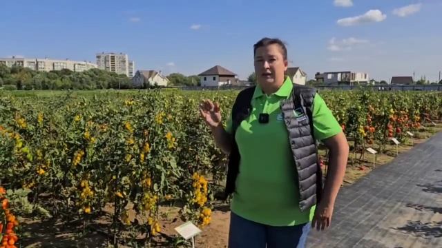 Самый эффективный способ выращивания томатов в откры? смотреть онлайн