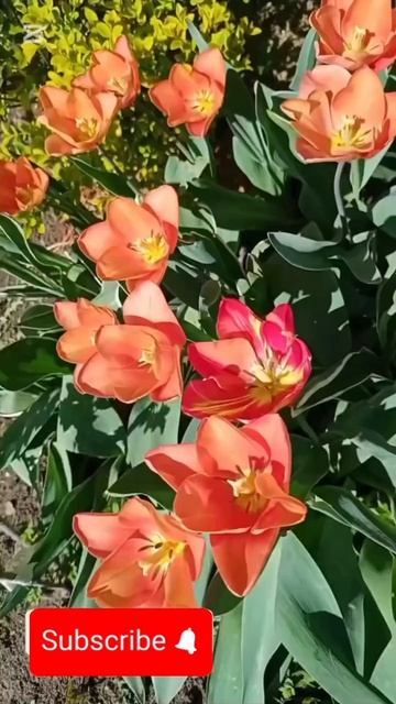 #весна #арабис #rose #flowers #garden #spring #landscape #розы #цветы #сад #