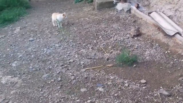 КОТ И ЧЕРЕПАХА-ПРИКОЛ смотреть онлайн