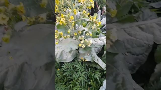Вырастила табак, точнее махорку #garden #сад #дача #огород смотреть онлайн