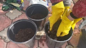 НОВЫЕ САЖЕНЦЫ РОЗ| ПОСАДКА РОЗ В КАШПО #розы #дача #розы