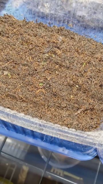 Бегония: первые всходы #бегония #begonia #бегонияизсемян #? смотреть онлайн