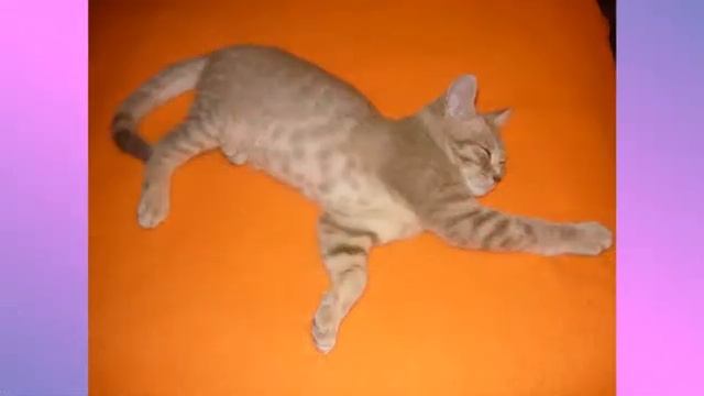 Кошачьи истории, часть1 (слайдшоу) смотреть онлайн