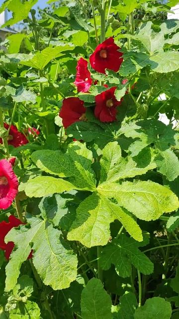 Мальва на улице. Цветы