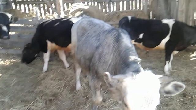 Бычки на прогулке-бои без правил! смотреть онлайн