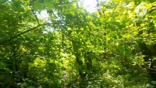 фмс кисми 03