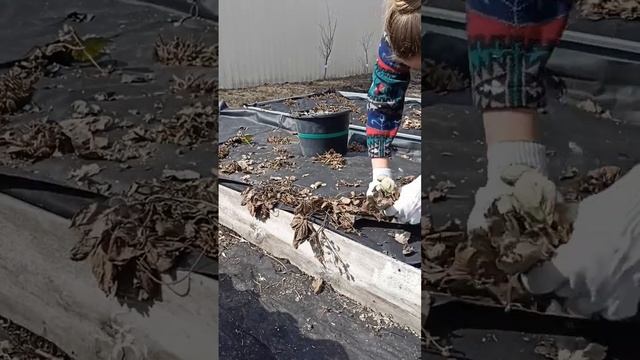 Небольшой субботник #уборка #весна #огород #участок #м? смотреть онлайн