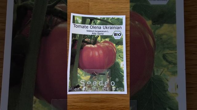 Что будем сеять? Мечта огородника, а не томат! И он уже ? смотреть онлайн