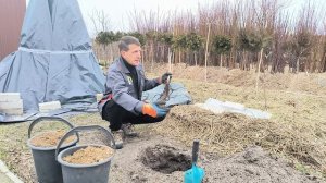 Как правильно посадить орех пекан?