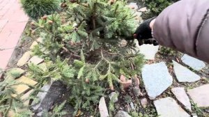 МОЖНО ЛИ СФОРМИРОВАТЬ ЕЛЬ “PUSH” В СТИЛЕ НИВАКИ? ДАВАЙТ