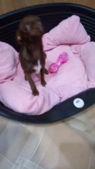 Чихуахуа щенок купить продажа москва питомник смотреть онлайн