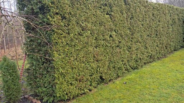 Живая изгородь из туй. Сравнение туи Брабант и туи Сма? смотреть онлайн