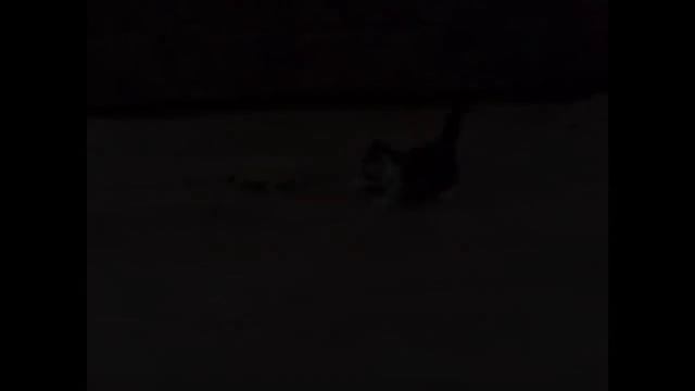 Смешные испуги людей и животных попробуйте не расмеятся 😂😆🤣 смотреть онлайн