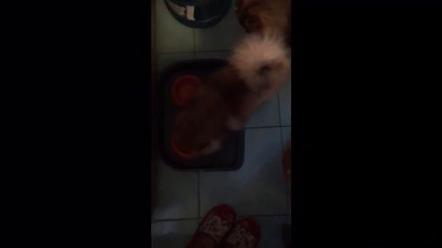 Наша шпице банда