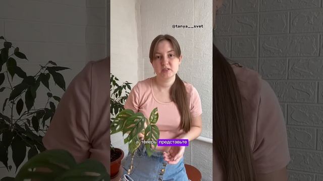 Чем же плох большой горшок? Читай в комментариях #цвет? смотреть онлайн