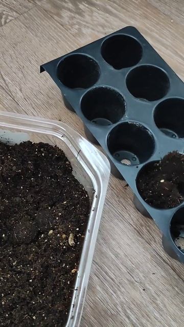 Пикировка цинерарии #shortsvideo #цинерария #пикировка смотреть онлайн