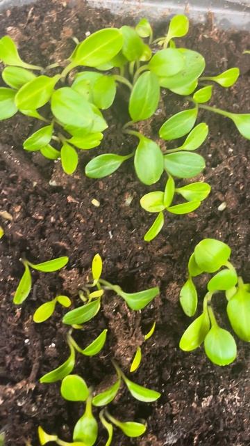 Мой сеянцы морозника #саженцы #морозник #hellebore #helleborus смотреть онлайн