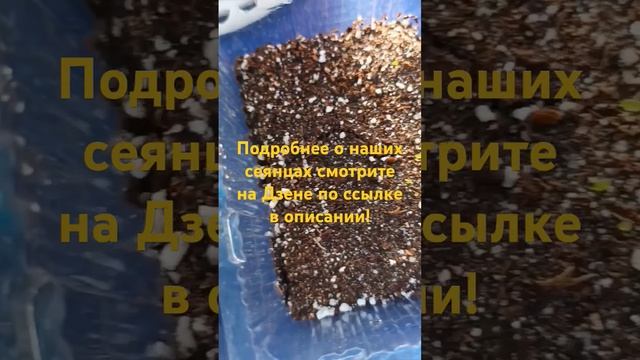 Всходы сеянцев сенполий нашей первой селекции! Подроб смотреть онлайн