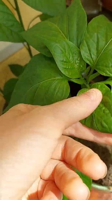 Огород на балконе 14.06.2022 смотреть онлайн