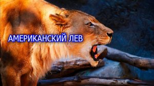 Американский лев. Крупнейшая кошка из плейстоцена. Вымершее животное. Видео про животных